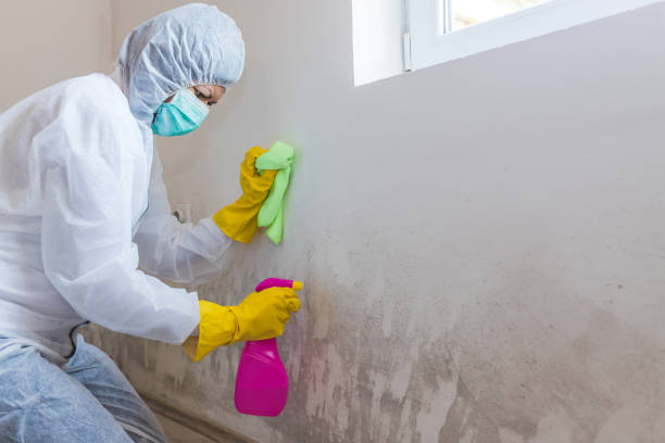 Best Industrial Mold Remediation  in La Verne, CA